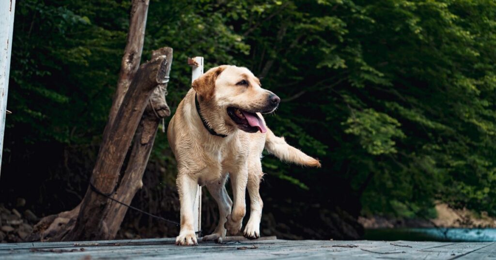 blonde dog walking along the street