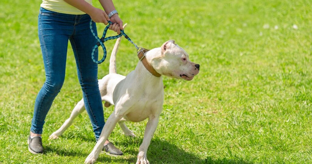 white dog being held back by owner in an open field during a walk